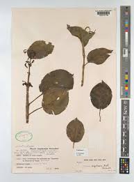 Image result for Calvoa