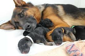 Not to mention they are strong agile and intelligent. Newborn German Shepherd Puppies German Shepherd Puppies German Shepherd Dogs German Shepherd