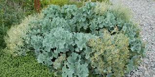 Image result for Crambe