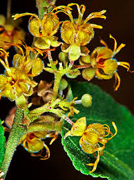 Image result for Guazuma