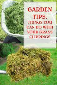 Figuring Out What To Do With The Grass Clippings Created When Mowing Our Lawns Can Be Quite A Quandary At Grass Clippings Vegetable Garden For Beginners Grass