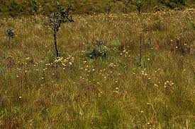 Image result for Helichrysum aureum