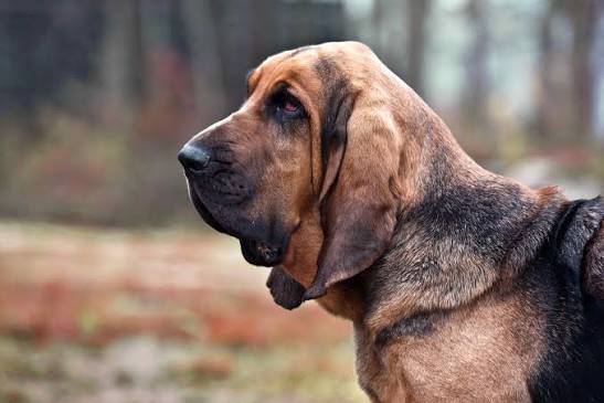 Breeds English Fox Hunting Dogs Old English Hunting Dogs Fox Hunting British Hunting Dog Breeds