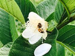 Bees do most of the pollination of guava flowers. Bee Pollinating Guava Flowers Steemkr