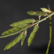 Image result for Neonotonia wightii