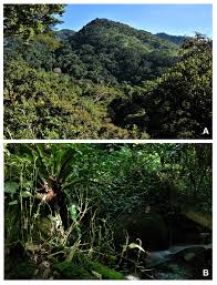 Image result for Chrysophyllum gorungosanum