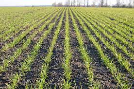 This spring wheat planted in the autumn and grown over the winter is sometimes also incorrectly called winter wheat. Growing Winter Wheat 4 Top Tips Top Crop Managertop Crop Manager