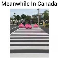 I Heard You Guys Wanted To Move To Canada Funny Videos For Kids Funny Laugh Funny Jokes