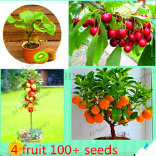 The most popular fruiting bonsai trees are the crabapple, several citrus varieties, olive trees and the pomegranate. New Arrival 4 Kind Fruit Bonsai Fruit Tree Bonsai Vegetable And Fruit Garden Plant Delicious Apple Orange Kiwi Cherry Total Buy At The Price Of 0 29 In Aliexpress Com Imall Com