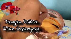 Cara yang paling jelas untuk mengetahui bahwa seekor ikan sakit adalah dengan mengamati nafsu makan. Cara Merawat Ikan Cupang Yang Baru Selesai Di Adu Laga Ikan Cupang Juga Punya Perasaan Betta Fish Youtube