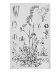 Image result for Danthoniopsis dinteri