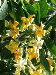 Image result for Hymenosporum flavum