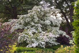 White flowering dogwood tree uk. How To Grow Flowering Dogwood Rhs Gardening