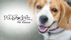 Your donation is used directly for. Polka Dogz Pet Rescue