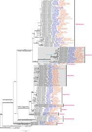Image result for Ophioglossum gomezianum
