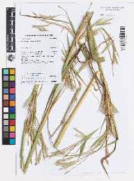 Image result for Andropogon gayanus