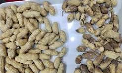 China Leading Vision Color Sorter Peanut Image Color Sorter ...