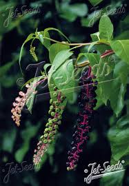 Image result for Phytolaccaceae