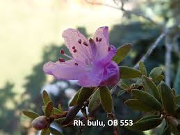 Image result for Hermbstaedtia schaeferi