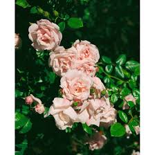 It's a lovely rose, and one can't help but be romanced by it when seeing it rambling over a. Rosa New Dawn Pflanzen Fur Dich De 17 95