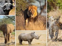 Big 5 Wilderness Safari At Ngorongoro Crater Tanzania Is One Country Where You Can See The Big5 Group Lion African Safari Wildlife Safari Tanzania Safari