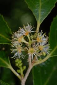 Image result for Scolopia mundii