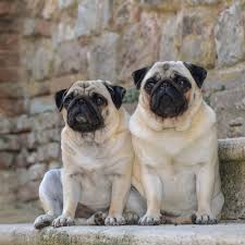 Advice from breed experts to make a safe choice. Should I Get A Male Or Female Pug