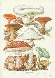 Check spelling or type a new query. Aesthetic Sharer Zhr On Twitter Antique Art Prints Mushroom Art Stuffed Mushrooms