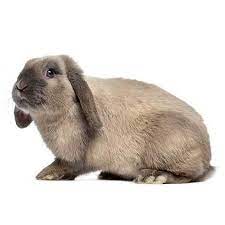 Their faces are flat and round and they. Holland Lop Rabbit Health Facts By Petplan Petplan