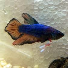 Sarah mondibrown betta faq, caring for bettas july 19, 2020. Premium Male Fancy Plakat Betta Fish