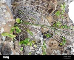 Image result for Isolepis costata