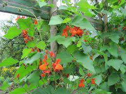 Image result for Phaseolus coccineus