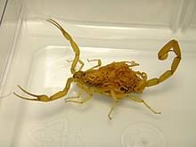 Maybe you would like to learn more about one of these? Arizona Bark Scorpion Wikipedia