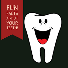 Image result for facts about teeth