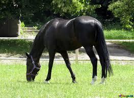 Horses On A Walk A Black Horse Horse 50814
