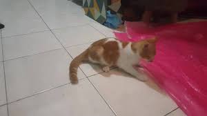 Bantu kami untuk tetap menjadikan hukum untuk semua dengan cara. Find This Kitty A Home Just For Fun Facebook