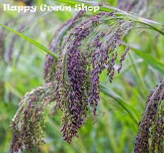 Image result for Panicum gilvum