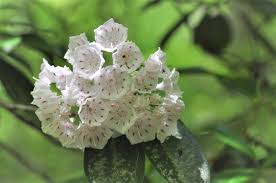 72 wildflower cards with original illustration and wildflower name (2 separate files, 9 pages each). Native American Flowers English Language Blog