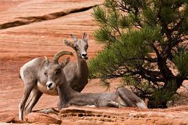 Zion National Park Photography By James Marvin Phelps With Images Big Horn Sheep Zion National Park Photography National Parks Photography