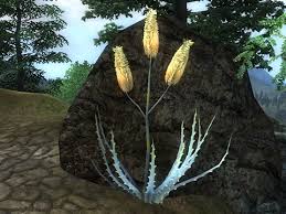 アロエベラの葉 Tes4 Oblivion 錬金術まとめwiki