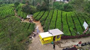 Dirangkum tribuntravel dari berbagai sumber, berikut 6 kegiatan seru di kebun teh gunung mas. Deretan Foto Kebun Teh Gunung Mas Yang Instagrammable
