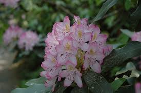 Rosebay Rhododendron Rhododendron Maximum At Hicks Nurseries Rhododendron Plants Pretty Plants