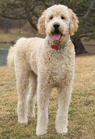 Multiply your puppy's weight at many factors go into predicting the weight. Goldendoodle Hypoallergenic Designer Dogs F1 F1b Puppies Info Faqs