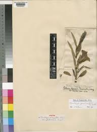 Image result for Thunbergia graminifolia