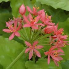 Image result for Scadoxus pole-evansii
