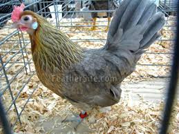 See more ideas about bantam, chicken breeds, bantam chickens. Dutch Bantams