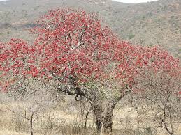 Image result for Schotia brachypetala