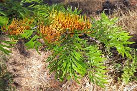 Check spelling or type a new query. Grevillea Robusta Wikipedia