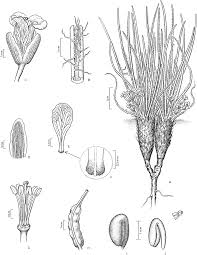 Image result for Oreophyton falcatum