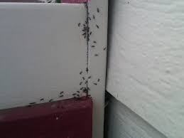 Ants in your kitchen are. Down Comes The Rain And Ants Come Marching In Gig Harbor Wa Patch